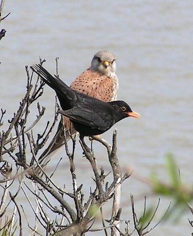 Image:Blackbird and Kestrel.jpg