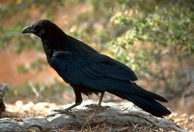 Image:Corvus corax (FWS).jpg