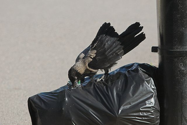 Image:CrowWastebag.jpg