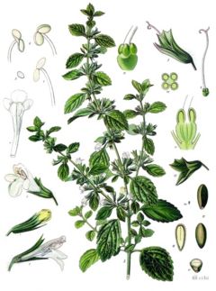 Lemon Balm