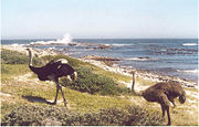 Wild ostriches at the Cape of Good Hope, South Africa