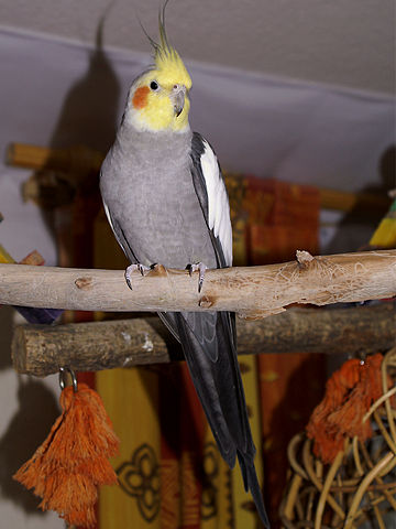 Image:Cockatielmale.jpg