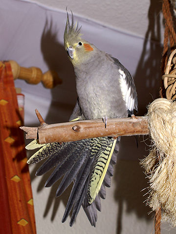 Image:Cockatielfemale.jpg