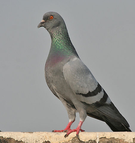 Image:Blue Rock Pigeon (Columba livia) in Kolkata I IMG 9762.jpg