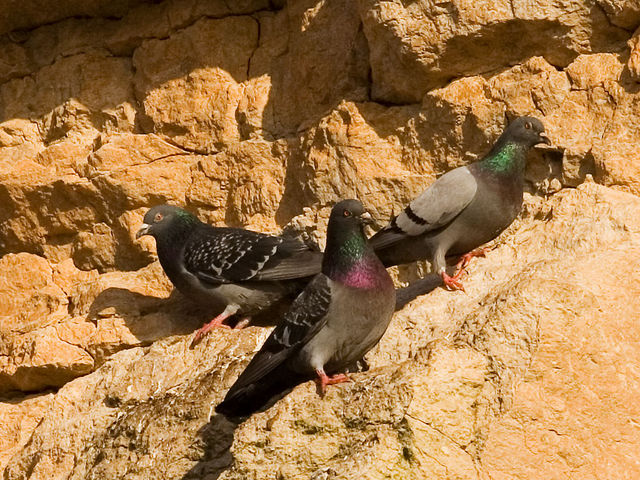 Image:Rock pigeons on cliffs.jpg