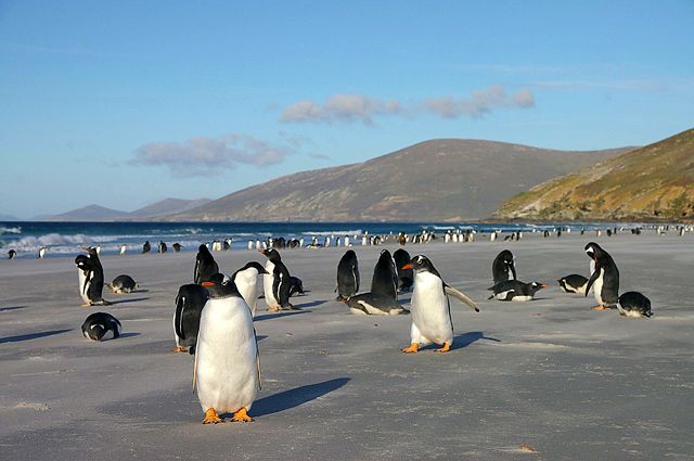 Image:Gentoo-Colony.jpg