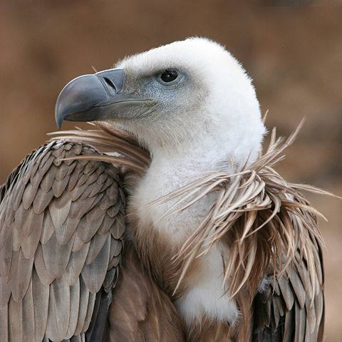 Image:Eagle beak sideview A.jpg