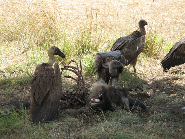 Image:White-backed vultures eating a dead wildebeest.JPG