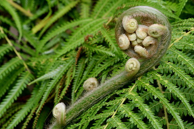 Image:Athyrium filix-femina.jpg