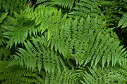 Ferns at Muir Woods, California