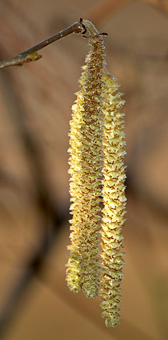 Image:Hazel Catkins aka.jpg