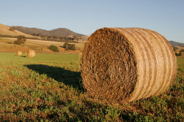 Image:Round hay bale at dawn02.jpg