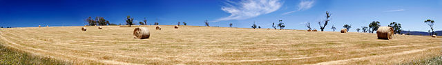 Image:Field of hay bales - omeo.jpg