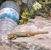 Litter in the habitat of a lizard