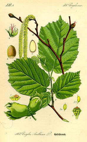 Image:Illustration Corylus avellana0.jpg