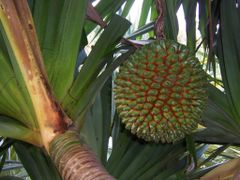 Fruit of Pandanus utilis