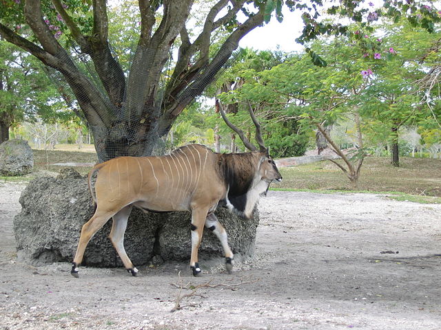 Image:Tragelaphus strepsiceros 2.jpg