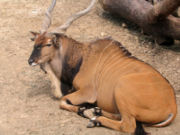 At the Houston Zoo