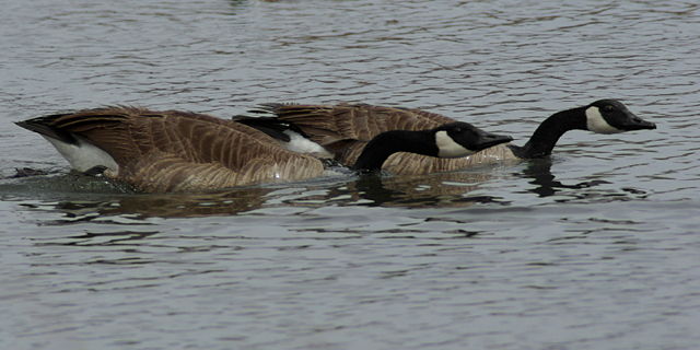 Image:Branta canadensis courting.jpg