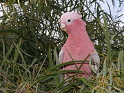 Galah in local wattle (Acacia saligna) tree. Perth, Western Australia.