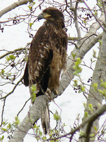 Image:Haliaeetus leucocephalus 38319.JPG