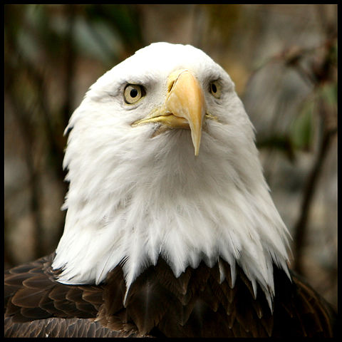 Image:Bald Eagle at The National Zoo.jpg