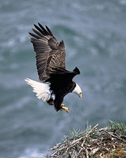 Adult landing on nest