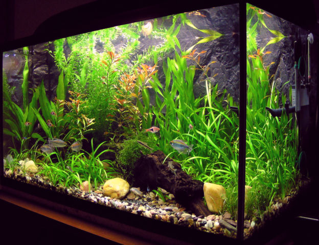 Image:Amaterske akvarium.jpg