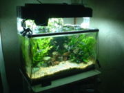 An 80 litre home aquarium.