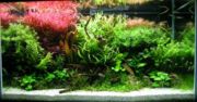 A planted freshwater aquarium