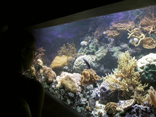 Image:Aquarium fg01.jpg