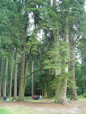 Image:NewForestPicnic.jpg