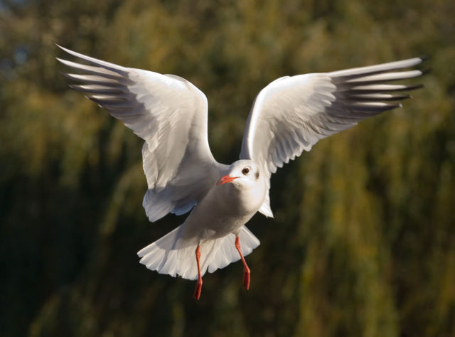 Image:Black-headed Gull - St James's Park, London - Nov 2006.jpg