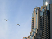 Gulls fly in the City