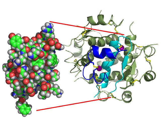 Image:InsulinMonomer.jpg