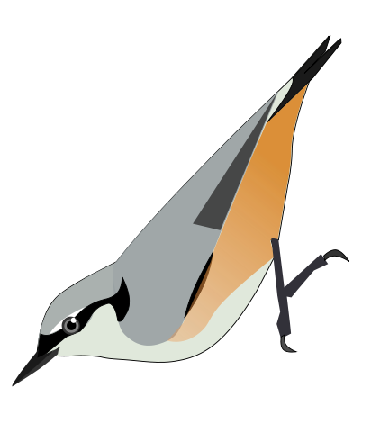 Image:SittaHimalayensis.svg