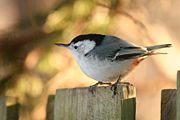 The White-breasted Nuthatch is common in much of North America, and presents few conservation concerns.