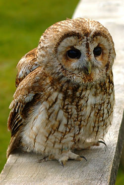 Brown individual, probably of subspecies Strix aluco aluco