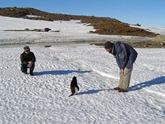 A penguin encounters a human during Antarctic summer.