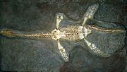 Plesiosaur cast in Bristol City Museum, Bristol, England. Found in the Lower Lias strata, Street, Somerset, England.