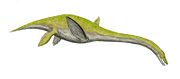 Libonectes