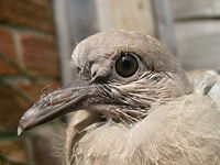 A baby collared dove.