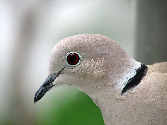 Image:Collared Dove profile.jpg