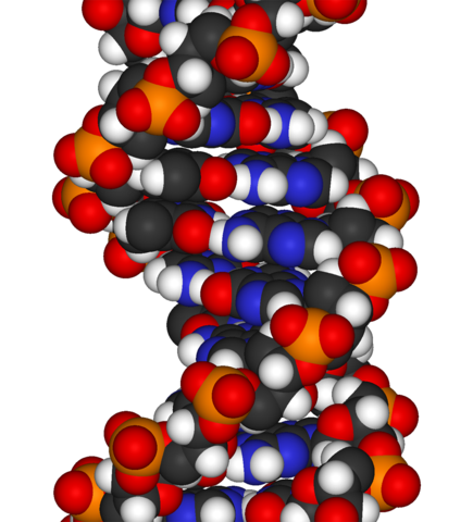 Image:DNA-fragment-3D-vdW.png