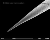 Hedgehog spine in Scanning Electron Microscope ("SEM"), magnification 20 x