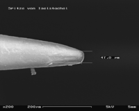 Hedgehog spine in SEM, magnification 200 x