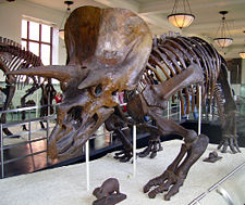 Triceratops skeleton at the American Museum of Natural History in New York City.