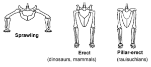 Hip joints and hindlimb postures.