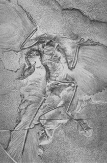 The famous Berlin Specimen of Archaeopteryx lithographica.