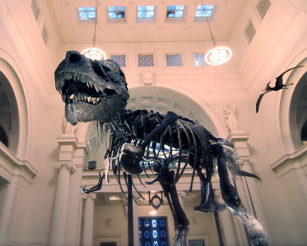 Image:Sue in nyc dino trex.jpg